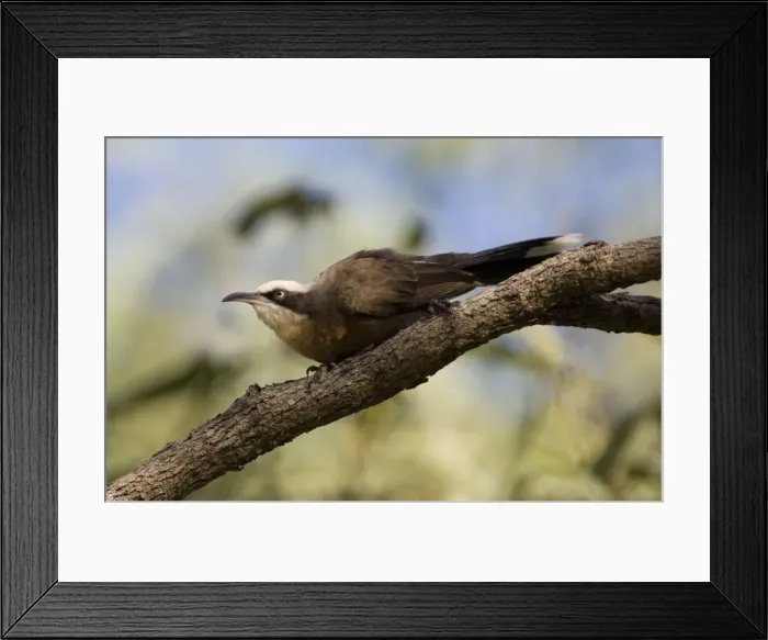 Framed Print : Grey-crowned Babbler Found across northern and eastern Australia in scrublands, open forests, grassy woodlands, outback stations and trees bordering roads and waterways Framed Print : Grey-crowned Babbler Found across northern and eastern Australia in scrublands, open forests, grassy woodlands, outback stations and trees bordering roads and waterways