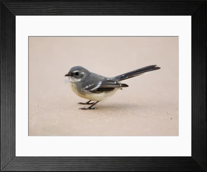 Framed Print : Mangrove Grey Fantail Inhabits mangroves and sometimes adjacent vegetation along the north coast of Western Australia. Less common across Northern Territory and into Queensland Framed Print : Mangrove Grey Fantail Inhabits mangroves and sometimes adjacent vegetation along the north coast of Western Australia. Less common across Northern Territory and into Queensland