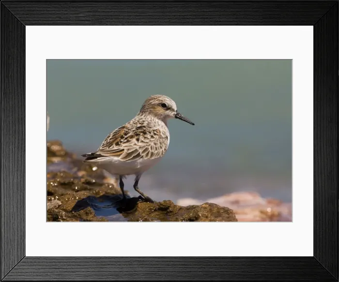 Framed Print : Red-necked Stint donning breeding plumage Stints are the smallest waders to migrate to Australia. They breed high in Russian and Siberian arctic regions and migrates to South-east Asia and Australasia Framed Print : Red-necked Stint donning breeding plumage Stints are the smallest waders to migrate to Australia. They breed high in Russian and Siberian arctic regions and migrates to South-east Asia and Australasia