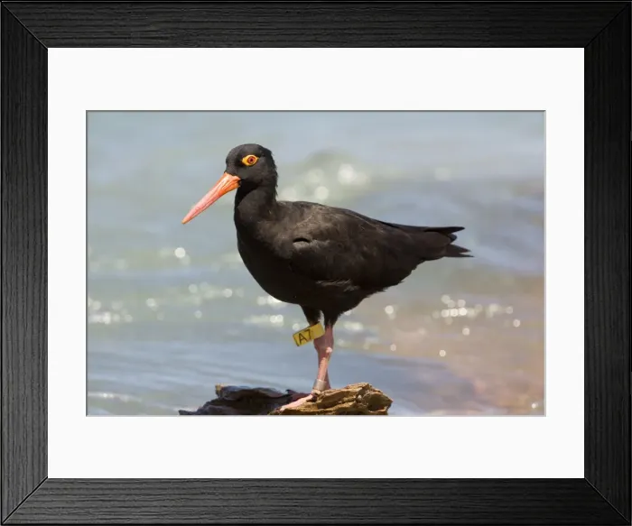 Framed Print : Sooty Oystercatcher leg flagged Endemic to Australia. A marine species found right around Australia's coastline but nowhere particularly common. Usually frequents rocky areas. At Roebuck Bay near Broome, Western Australia Framed Print : Sooty Oystercatcher leg flagged Endemic to Australia. A marine species found right around Australia's coastline but nowhere particularly common. Usually frequents rocky areas. At Roebuck Bay near Broome, Western Australia