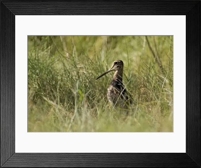 Framed Print : Swinhoe's Snipe Breeds in Siberia and Mongolia and winters from India through southeast Asia, New Guinea to northern Australia. A wary, shy, skulking species inhabiting muddy wetlands and flooded grasslands Framed Print : Swinhoe's Snipe Breeds in Siberia and Mongolia and winters from India through southeast Asia, New Guinea to northern Australia. A wary, shy, skulking species inhabiting muddy wetlands and flooded grasslands