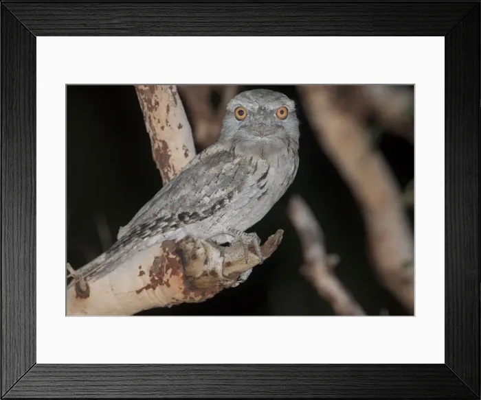 Framed Print : Tawny Frogmouth Three subspecies in Australia inhabiting open woodland and most other habitat types. Probably Australia's best known nocturnal bird. Beside Crab Creek Road near the Broome Bird Observatory, Western Australia Framed Print : Tawny Frogmouth Three subspecies in Australia inhabiting open woodland and most other habitat types. Probably Australia's best known nocturnal bird. Beside Crab Creek Road near the Broome Bird Observatory, Western Australia