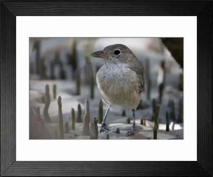 Framed Print : White-breasted Whistler female among pneumatophores Confined to mangroves and occasionally adjacent vegetation along the northern coast of Western Australia, Northern Territory and the far north west of Queensland