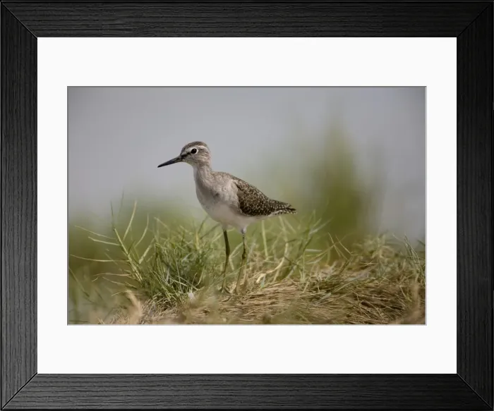 Framed Print : Wood Sandpiper Breeds in the far north of Europe and Asia from Scotland to Siberia and winters in Africa and Asia with small numbers reaching Australia where it prefers the edges of inland wetlands Framed Print : Wood Sandpiper Breeds in the far north of Europe and Asia from Scotland to Siberia and winters in Africa and Asia with small numbers reaching Australia where it prefers the edges of inland wetlands
