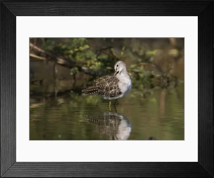 Framed Print : Wood Sandpiper preening Breeds in the far north of Europe and Asia from Scotland to Siberia and winters in Africa and Asia with small numbers reaching Australia where it prefers the edges of inland wetlands