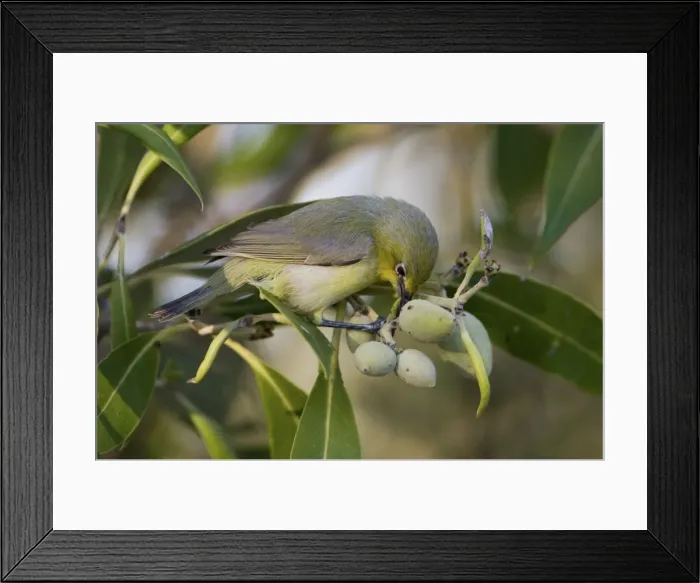 Framed Print : Yellow White-eye foraging among mangrove fruits Restricted to mangroves and adjacent vegetation around the northern Australian coastline. In mangroves at Crab Creek, Roebuck Bay near Broome, Western Australia Framed Print : Yellow White-eye foraging among mangrove fruits Restricted to mangroves and adjacent vegetation around the northern Australian coastline. In mangroves at Crab Creek, Roebuck Bay near Broome, Western Australia
