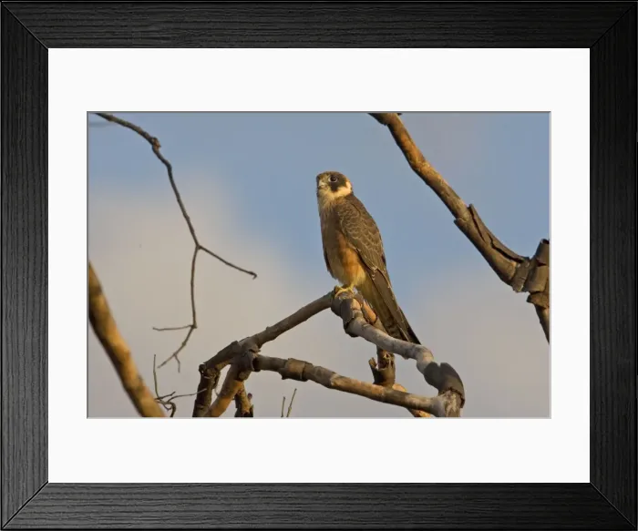Framed Print : Australian Hobby A bird of open country reported from most of Australia. Near Kununurra Western Australia Framed Print : Australian Hobby A bird of open country reported from most of Australia. Near Kununurra Western Australia