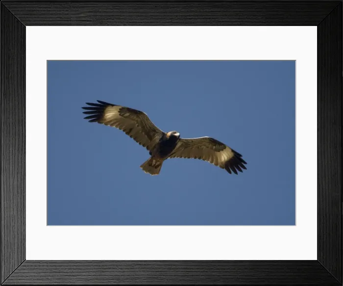 Framed Print : Black-breasted Buzzard / Black-breasted Kite. This species is neither a Buzzard nor a Kite. Endemic to Australia. Inhabits inland areas of open country but nowhere common. Rare in the southern areas of Australia Framed Print : Black-breasted Buzzard / Black-breasted Kite. This species is neither a Buzzard nor a Kite. Endemic to Australia. Inhabits inland areas of open country but nowhere common. Rare in the southern areas of Australia