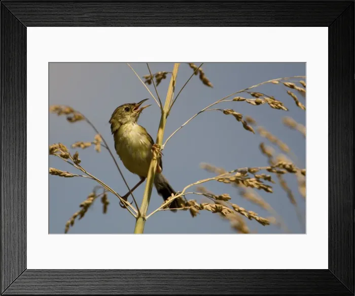 Framed Print : Golden-headed Cisticola Found in grasslands often near water across the Top End and the east and south of Australia. This bird in rank grass by a channel in the Ord River Valley Irrigation Scheme agricultural lands near Kununurra Framed Print : Golden-headed Cisticola Found in grasslands often near water across the Top End and the east and south of Australia. This bird in rank grass by a channel in the Ord River Valley Irrigation Scheme agricultural lands near Kununurra