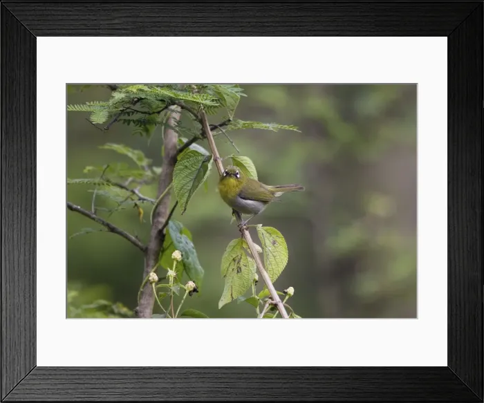 Framed Print : Green-backed White-eye Endemic to New Caledonia, Island of Pines and Mare Island in the Loyalty Group. On a small island off the coast of New Caledonia Framed Print : Green-backed White-eye Endemic to New Caledonia, Island of Pines and Mare Island in the Loyalty Group. On a small island off the coast of New Caledonia