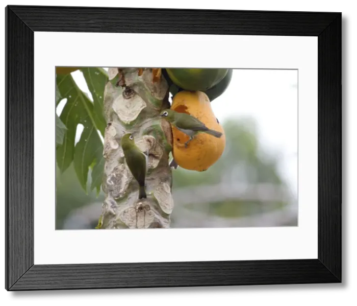 Framed Print : Green-backed White-eyes feeding on pawpaw Endemic to New Caledonia, Island of Pines and Mare Island in the Loyalty Group. Feeding on pawpapw on the Island of Pines (Ile des Pins) Framed Print : Green-backed White-eyes feeding on pawpaw Endemic to New Caledonia, Island of Pines and Mare Island in the Loyalty Group. Feeding on pawpapw on the Island of Pines (Ile des Pins)