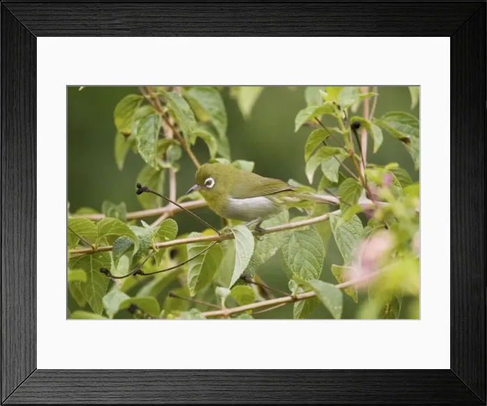 Framed Print : Green-backed White-eye Endemic to New Caledonia, Island of Pines and Mare Island in the Loyalty Group. On a small island off the coast of New Caledonia Framed Print : Green-backed White-eye Endemic to New Caledonia, Island of Pines and Mare Island in the Loyalty Group. On a small island off the coast of New Caledonia