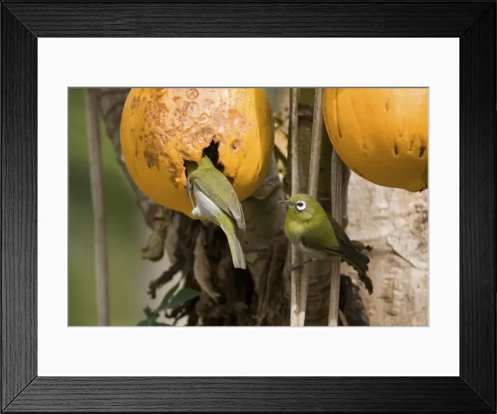 Framed Print : Green-backed White-eyes feeding on pawpaw Endemic to New Caledonia, Island of Pines and Mare Island in the Loyalty Group. Feeding on pawpapw on the Island of Pines (Ile des Pins) Framed Print : Green-backed White-eyes feeding on pawpaw Endemic to New Caledonia, Island of Pines and Mare Island in the Loyalty Group. Feeding on pawpapw on the Island of Pines (Ile des Pins)