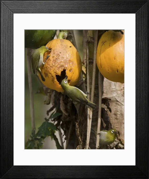 Framed Print : Green-backed White-eyes feeding on pawpaw Endemic to New Caledonia, Island of Pines and Mare Island in the Loyalty Group. Feeding on pawpapw on the Island of Pines (Ile des Pins) Framed Print : Green-backed White-eyes feeding on pawpaw Endemic to New Caledonia, Island of Pines and Mare Island in the Loyalty Group. Feeding on pawpapw on the Island of Pines (Ile des Pins)