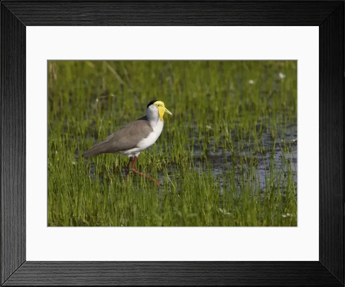Framed Print : Masked Lapwing / Spur-winged Plover. Throughout northern, central and eastern Australia, southern New Guinea and New Zealand. This subspecies from northern Australia. Inhabits open grasslands with short grass, from urban areas to outback stations Framed Print : Masked Lapwing / Spur-winged Plover. Throughout northern, central and eastern Australia, southern New Guinea and New Zealand. This subspecies from northern Australia. Inhabits open grasslands with short grass, from urban areas to outback stations
