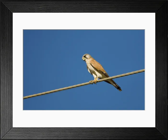 Framed Print : Nankeen Kestrel watching for prey Nankeen Kestrel / Australian Kestrel. Common in open country throughout most of Australia. Near Kununurra, Western Australia Framed Print : Nankeen Kestrel watching for prey Nankeen Kestrel / Australian Kestrel. Common in open country throughout most of Australia. Near Kununurra, Western Australia