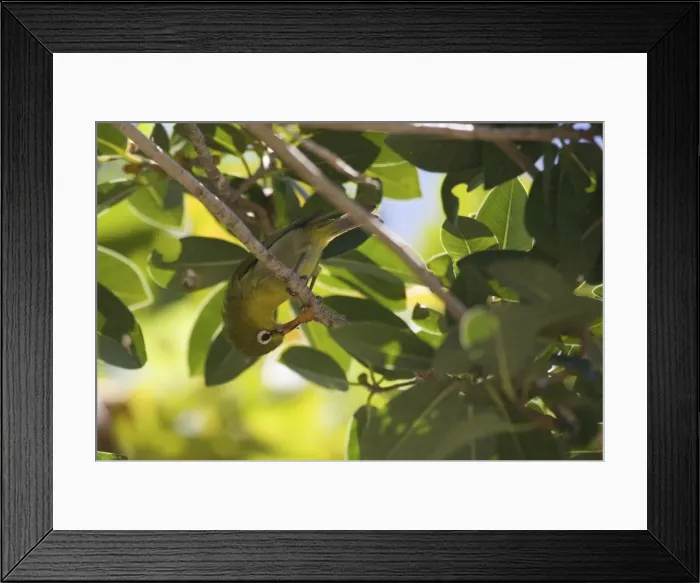 Framed Print : Small Lifou White-eye Endemic to Lifou Island in the Loyalty Islands, east of New Caledonia where it is commonly encountered in gardens, forest edge and secondary growth Framed Print : Small Lifou White-eye Endemic to Lifou Island in the Loyalty Islands, east of New Caledonia where it is commonly encountered in gardens, forest edge and secondary growth