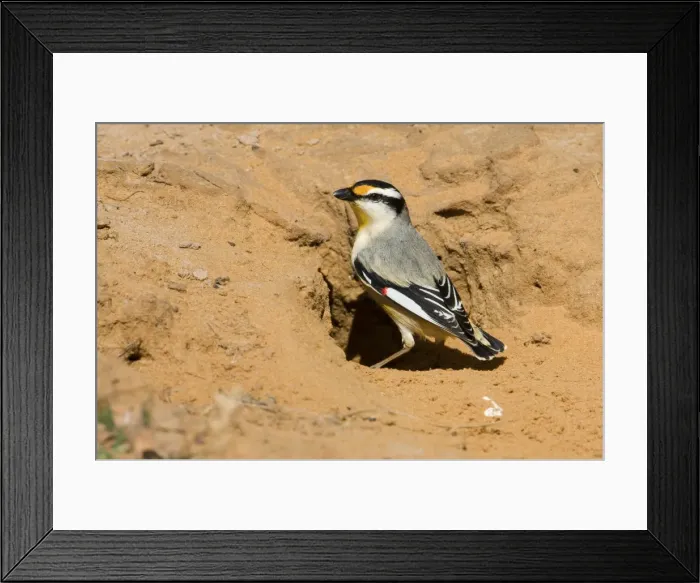 Framed Print : Striated Pardalote at tunnel entrance This Black-headed subspecies occurs across the Top End from the Kimberley to far north Queensland. At the entrance to a nest hole still in the process of being dug Framed Print : Striated Pardalote at tunnel entrance This Black-headed subspecies occurs across the Top End from the Kimberley to far north Queensland. At the entrance to a nest hole still in the process of being dug
