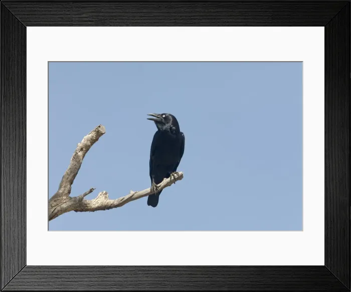 Framed Print : Torresian Crow Found in a wide range of habitats in much of Australia except for southern areas. At Manning Gorge, Gibb River Road, Kimberley, Western Australia Framed Print : Torresian Crow Found in a wide range of habitats in much of Australia except for southern areas. At Manning Gorge, Gibb River Road, Kimberley, Western Australia
