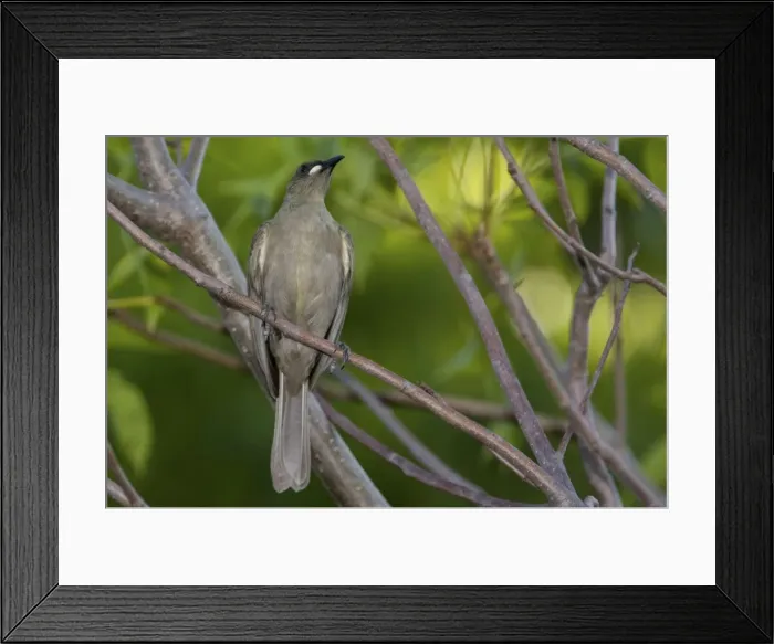 Framed Print : White-gaped Honeyeater Found from the Kimberley through northern Northern Territory and into far north Queensland. Inhabits lush riverside vegetation, mangroves and paperbark swamps. Sometimes in urban gardens Framed Print : White-gaped Honeyeater Found from the Kimberley through northern Northern Territory and into far north Queensland. Inhabits lush riverside vegetation, mangroves and paperbark swamps. Sometimes in urban gardens