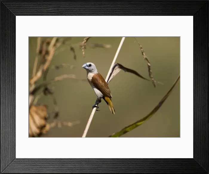 Framed Print : Yellow-rumped Mannikin This endemic species has a restricted distribution that straddles the Western Australia and Northern Territory border in the far north of Australia Framed Print : Yellow-rumped Mannikin This endemic species has a restricted distribution that straddles the Western Australia and Northern Territory border in the far north of Australia