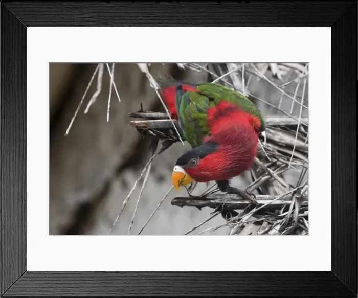 Framed Print : Eastern Black-capped / Purple-bellied Lory In Panapompom village southeastern Papua New Guinea Framed Print : Eastern Black-capped / Purple-bellied Lory In Panapompom village southeastern Papua New Guinea