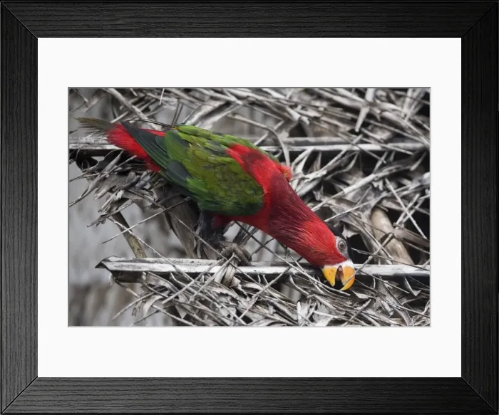 Framed Print : Eastern Black-capped / Purple-bellied Lory In Panapompom village southeastern Papua New Guinea Framed Print : Eastern Black-capped / Purple-bellied Lory In Panapompom village southeastern Papua New Guinea