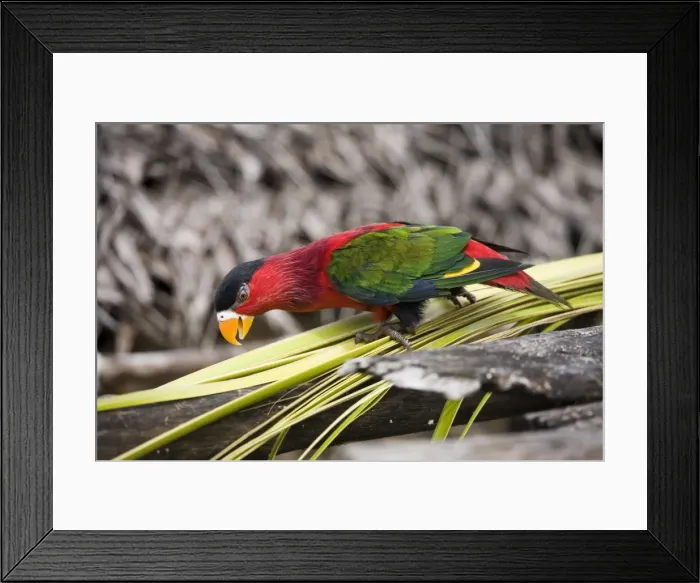 Framed Print : Eastern Black-capped Lory In Panapompom village southeastern Papua New Guinea Framed Print : Eastern Black-capped Lory In Panapompom village southeastern Papua New Guinea