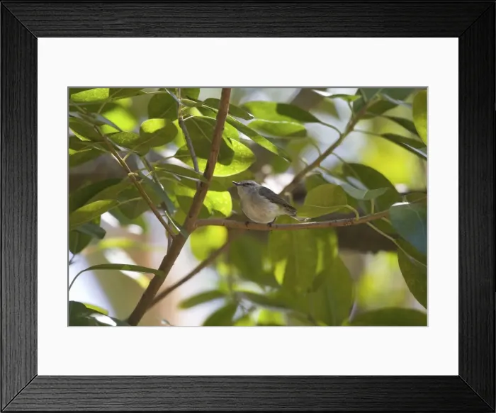 Framed Print : Fan-tailed Gerygone Endemic to Rennell in the Solomon Islands, Vanuatu, mainland New Caledonia, Mare Island and Isle des Pins. Common from forests through to gardens. At Ouasse on the east coast of New Caledonia Framed Print : Fan-tailed Gerygone Endemic to Rennell in the Solomon Islands, Vanuatu, mainland New Caledonia, Mare Island and Isle des Pins. Common from forests through to gardens. At Ouasse on the east coast of New Caledonia