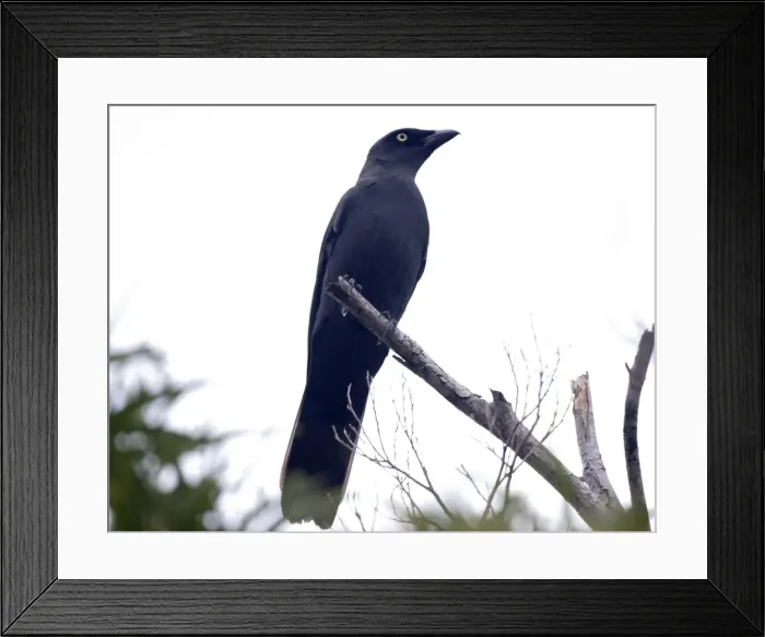 Framed Print : Melanesian Cuckoo-shrike An uncommon species found from Bougainville to New Caledonia. Near Ouassie Village eastern New Caledonia Framed Print : Melanesian Cuckoo-shrike An uncommon species found from Bougainville to New Caledonia. Near Ouassie Village eastern New Caledonia