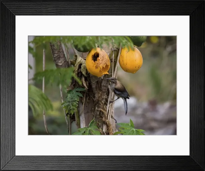 Framed Print : New Caledonian Friarbird feeding on pawpaw Endemic to New Caledonia where it may be seen from gardens through to forests. Feeding on pawpaw on Ile des Pins Framed Print : New Caledonian Friarbird feeding on pawpaw Endemic to New Caledonia where it may be seen from gardens through to forests. Feeding on pawpaw on Ile des Pins