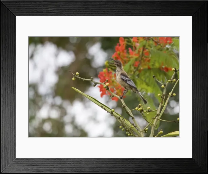 Framed Print : New Caledonian Friarbird Endemic to New Caledonia where it may be seen from gardens through to forests. Photographed on Ile des Pins Framed Print : New Caledonian Friarbird Endemic to New Caledonia where it may be seen from gardens through to forests. Photographed on Ile des Pins