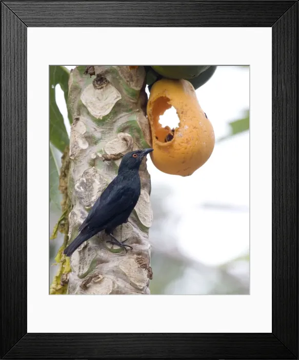 Framed Print : Striated Starling feeding on pawpaw Endemic to mainland New Caledonia and the Loyalty Islands. Inhabits forest edges, gardens, secondary growth and coconut plantations. Feeding on a pawpaw on the Island of Pines (Ile des Pins) Framed Print : Striated Starling feeding on pawpaw Endemic to mainland New Caledonia and the Loyalty Islands. Inhabits forest edges, gardens, secondary growth and coconut plantations. Feeding on a pawpaw on the Island of Pines (Ile des Pins)