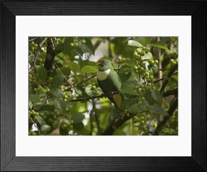 Framed Print : White-bibbed Fruitdove On a fruiting tree near a village on Budaduna Island southeastern Papua New Guinea Framed Print : White-bibbed Fruitdove On a fruiting tree near a village on Budaduna Island southeastern Papua New Guinea