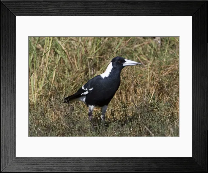 Framed Print : Australian Magpie adult Black-backed form At Mt Barnett, Gibb River Road, Kimberley, Western Australia Framed Print : Australian Magpie adult Black-backed form At Mt Barnett, Gibb River Road, Kimberley, Western Australia