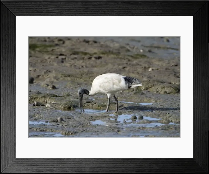 Framed Print : Australian White Ibis probing in marine mud Largely a bird of eastern Australia with smaller numbers in the far north and southwest. Common in marine and freshwater wetlands as well as urban areas and even rubbush dumps Framed Print : Australian White Ibis probing in marine mud Largely a bird of eastern Australia with smaller numbers in the far north and southwest. Common in marine and freshwater wetlands as well as urban areas and even rubbush dumps