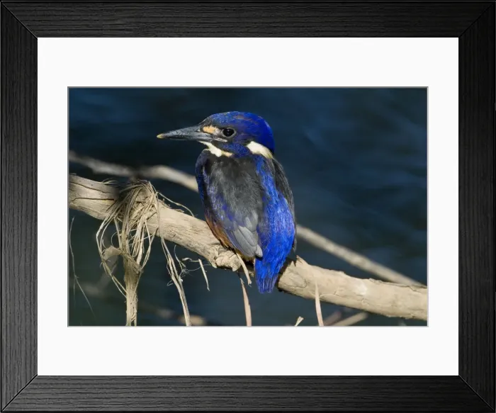 Framed Print : Azure Kingfisher Inhabits slow flowing rivers with well vegetated banks. Also wetlands, billabongs and along creeks running through mangroves. Found across the Top End from the Kimberley eastwards and down eastern Australia to Tasmania Framed Print : Azure Kingfisher Inhabits slow flowing rivers with well vegetated banks. Also wetlands, billabongs and along creeks running through mangroves. Found across the Top End from the Kimberley eastwards and down eastern Australia to Tasmania