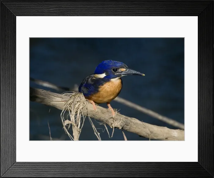 Framed Print : Azure Kingfisher Inhabits slow flowing rivers with well vegetated banks. Also wetlands, billabongs and along creeks running through mangroves. Found across the Top End from the Kimberley eastwards and down eastern Australia to Tasmania Framed Print : Azure Kingfisher Inhabits slow flowing rivers with well vegetated banks. Also wetlands, billabongs and along creeks running through mangroves. Found across the Top End from the Kimberley eastwards and down eastern Australia to Tasmania