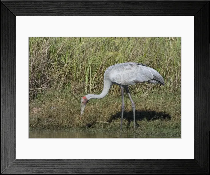 Framed Print : Brolga Common across northern and eastern Australia where it inhabits open country and wetlands. At Mt Barnett water treatment plant, Kimberley, Western Australia Framed Print : Brolga Common across northern and eastern Australia where it inhabits open country and wetlands. At Mt Barnett water treatment plant, Kimberley, Western Australia