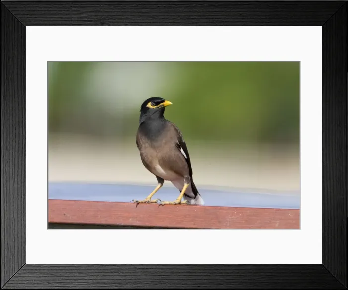 Framed Print : Common Myna Introduced to Australia and New Zealand where it is regarded as a pest usurping other birds from their nesting holes. Found in the northern half of the North Island of New Zealand and along the eastern seaboard of Australia Framed Print : Common Myna Introduced to Australia and New Zealand where it is regarded as a pest usurping other birds from their nesting holes. Found in the northern half of the North Island of New Zealand and along the eastern seaboard of Australia