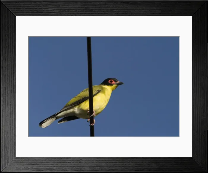 Framed Print : Figbird male Figbirds are forest and woodland birds that follow fruiting trees even into urban gardens. Found from the Kimberley across the Top End and in eastern Australia. This bird in Cairns, Queensland Framed Print : Figbird male Figbirds are forest and woodland birds that follow fruiting trees even into urban gardens. Found from the Kimberley across the Top End and in eastern Australia. This bird in Cairns, Queensland