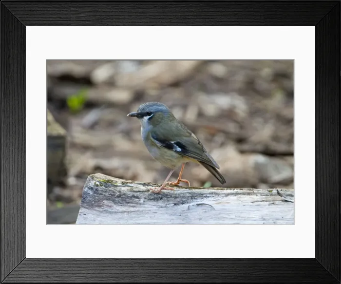 Framed Print : Grey-headed Robin This Robin has a restricted distribution in rainforest in far north eastern Queensland. At Malanda, Atherton Tableland, Queensland, Australia Framed Print : Grey-headed Robin This Robin has a restricted distribution in rainforest in far north eastern Queensland. At Malanda, Atherton Tableland, Queensland, Australia