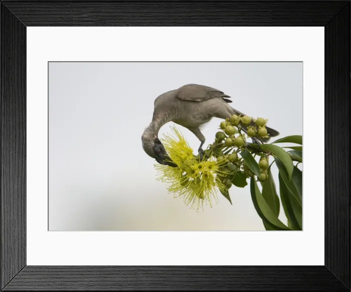 Framed Print : Helmeted Friarbird This species is restricted to eastern Queensland and the far north of the Northern Territory. The largest of the friarbirds, it inhabits woodlands, forest edges, mangroves and generally follows trees as they flower