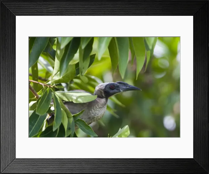 Framed Print : Helmeted Friarbird This species is restricted to eastern Queensland and the far north of the Northern Territory. The largest of the friarbirds, it inhabits woodlands, forest edges, mangroves and generally follows trees as they flower