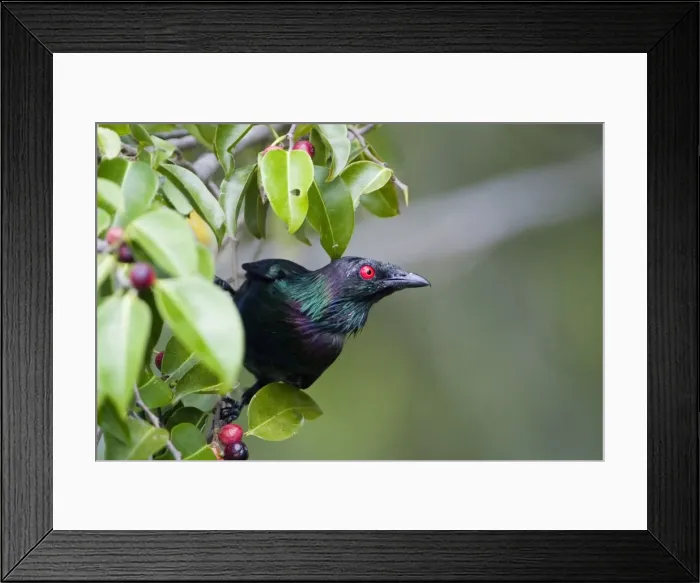 Framed Print : Metallic Starling Found in tropical rainforest, woodlands and urban gardens in far northeast Queensland. In a fruiting tree on Cairns esplanade, Queensland, Australia Framed Print : Metallic Starling Found in tropical rainforest, woodlands and urban gardens in far northeast Queensland. In a fruiting tree on Cairns esplanade, Queensland, Australia