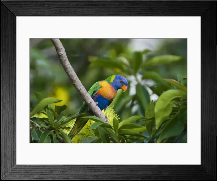 Framed Print : Rainbow Lorikeet feeding Common in eastern and southern parts of Australia. Introduced to Perth. Feeding on a flowering bush on the Cairns esplanade, Queensland, Australia Framed Print : Rainbow Lorikeet feeding Common in eastern and southern parts of Australia. Introduced to Perth. Feeding on a flowering bush on the Cairns esplanade, Queensland, Australia