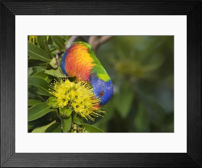 Framed Print : Rainbow Lorikeet feeding Common in eastern and southern parts of Australia. Introduced to Perth. Feeding on a flowering bush on the Cairns esplanade, Queensland, Australia Framed Print : Rainbow Lorikeet feeding Common in eastern and southern parts of Australia. Introduced to Perth. Feeding on a flowering bush on the Cairns esplanade, Queensland, Australia