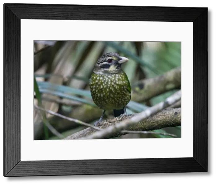 Framed Print : Spotted Catbird Members of the bowerbird lineage but catbirds are monogamous and do not build bowers. Restricted distribution in rainforests of far north eastern Queensland. Also New Guinea Framed Print : Spotted Catbird Members of the bowerbird lineage but catbirds are monogamous and do not build bowers. Restricted distribution in rainforests of far north eastern Queensland. Also New Guinea
