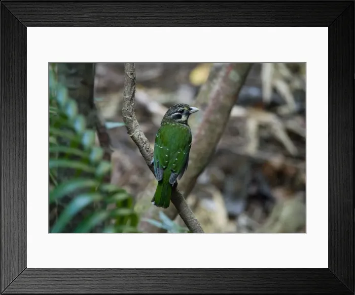 Framed Print : Spotted Catbird Members of the bowerbird lineage but catbirds are monogamous and do not build bowers. Restricted distribution in rainforests of far north eastern Queensland. Also New Guinea Framed Print : Spotted Catbird Members of the bowerbird lineage but catbirds are monogamous and do not build bowers. Restricted distribution in rainforests of far north eastern Queensland. Also New Guinea