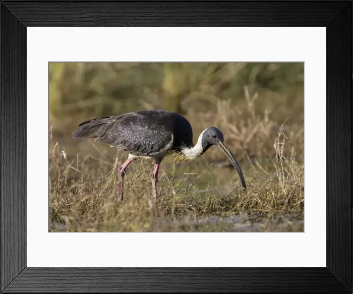 Framed Print : Straw-necked Ibis Found throughout much of Australia except for the most arid regions. Inhabits freshwater wetlands and adjacent pasture. At Mt Barnett water treatment plant, Kimberley, Western Australia Framed Print : Straw-necked Ibis Found throughout much of Australia except for the most arid regions. Inhabits freshwater wetlands and adjacent pasture. At Mt Barnett water treatment plant, Kimberley, Western Australia